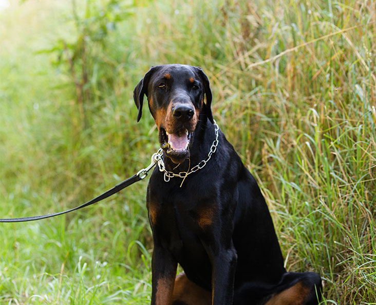 Otto